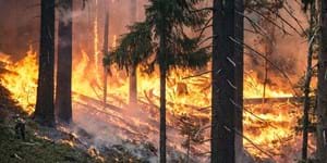 Foto Waldbrand.jpg