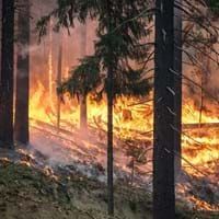 Foto Waldbrand.jpg